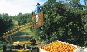 TQLD Fruitpicking Orangen 300
