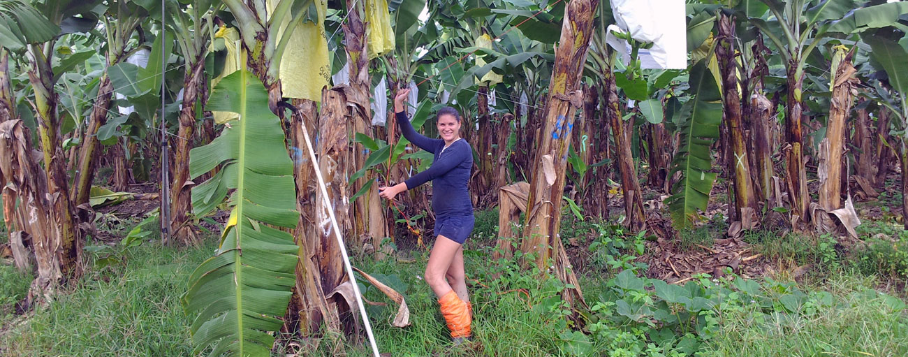 Bananenfarm