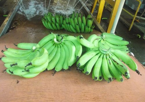 Bananenfarm - die richtige Entscheidung?