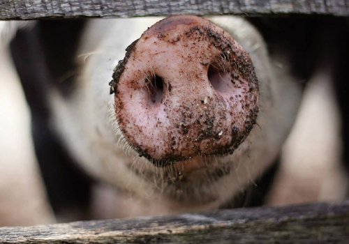 Arbeiten auf einer Schweinefarm in Queensland